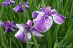 Iris ensata 'Midnight Star' - Kosaciec mieczolistny