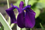 Iris laevigata 'Variegata' - Kosaciec gładki