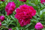 Paeonia lactiflora 'Armandine Mechin' - Piwonia chińska