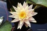 Nymphaea 'Barbara Dobbins' - Lilia wodna