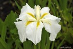 Iris ensata 'White Ladies' - 	Kosaciec mieczolistny