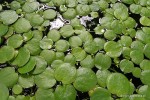 Limnobium spongia - 	Limnobium gąbczaste