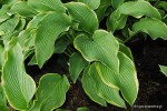 Hosta 'Abba Dabba Do' - Funkia