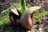 Symplocarups foetidus - Skupnia cuchnąca