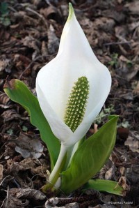 Lysichiton camtschatcensis - Tulejnik kamczacki