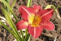 Hemerocallis 'Chicago Cherry' - liliowiec