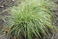 Carex ornithopoda 'Variegata' - Turzyca ptasie łapki pstra