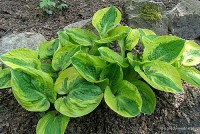 Hosta 'Brim Cup'