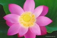 Nelumbo 'First Lady' - Lotos