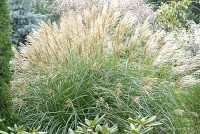 Miscanthus sinensis 'Hermann Muessel' - Miskant chiński 'Hermann Muessel'