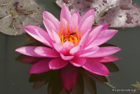 Nymphaea 'Bernice Ikins' - Lilia wodna
