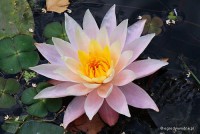 Nymphaea 'Peace Lily' - Lilia wodna 