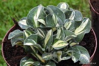 Hosta 'Snow Mouse' - Funkia