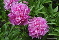 Paeonia lactiflora 'Charles Binder' - Piwonia chińska 