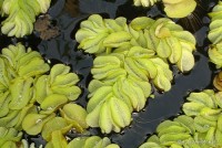 Salvinia natans - Salwinia pływająca