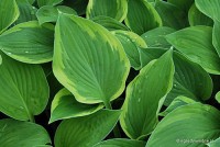 Hosta 'Fortunei Hyacinthina Variegated' - Funkia