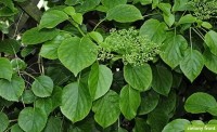Hydrangea anomala subsp. petiolaris - hortensja pnąca