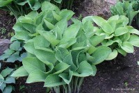 Hosta 'Gold Regal' - Funkia