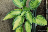 Hosta 'June' - Funkia