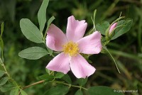 Rosa palustris - 	Róża błotna
