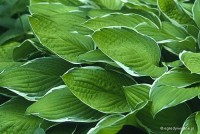 Hosta 'Fortunei Aureomarginata' - Funkia
