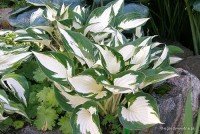 Hosta 'Fire and Ice' - Funkia
