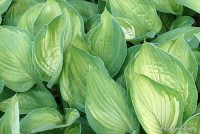 Hosta 'Sharmon' - Funkia