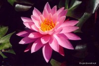 Nymphaea 'Nigel' - Lilia wodna