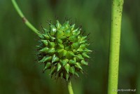 Sparganium erectum	- Jeżogłówka gałęzista