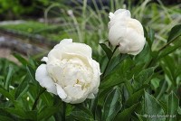 Paeonia lactiflora 'Coquette'' - Piwonia chińska