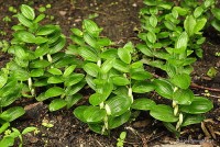 Polygonatum humile - Kokoryczka 