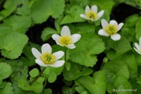 Caltha palustris 'Alba'	- Kaczeniec biały
