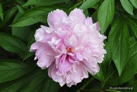 Paeonia lactiflora 'Octavie Demay' - Piwonia chińska