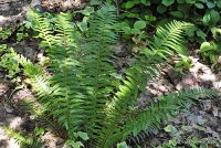 Polystichum munitum - paprotnik zbrojny