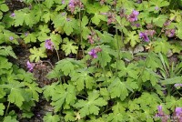 Geranium macrorrhizum - Bodziszek korzeniasty