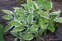 Hosta 'Ginko Craig' - Funkia