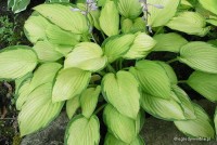 Hosta 'Color Glory' - Funkia