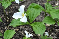 Trillium ovatum - trójlist jajowaty