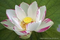 Nelumbo 'Empress' - Lotos