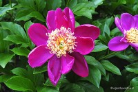 Paeonia lactiflora 'Ursyn Niemcewicz' - Piwonia chińska