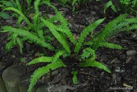 Phyllitis scolopendrium 'Marginatum' - 	Języcznik zwyczajny