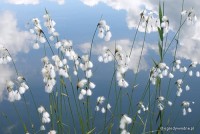 Eriophorum species - Wełnianka