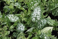 Pulmonaria saccharata 'Leopard' - miodunka pstra