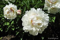 Paeonia lactiflora 'La Vestale' - Piwonia chińska 
