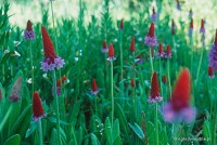Primula vialii - Pierwiosnek Viala