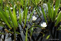 Stratiotes aloides - osoka aloesowata