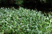 Sagittaria sagittifolia - Strzałka wodna