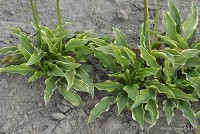 Hosta 'Lemon Delight' - Funkia