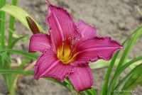 Hemerocallis 'Summer Wine' - Liliowiec