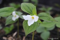 Trillium grandiflorum - trójlist wielkokwiatowy